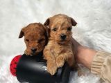 Kore Poodle Bebekler