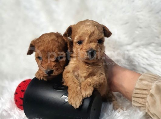Kore Poodle Bebekler görsel