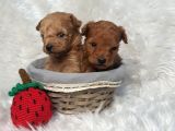 Kore Poodle Bebekler
