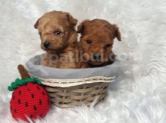 Kore Poodle Bebekler görsel