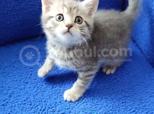 Tesli̇me Hazir Mükemmel Bi̇r Mi̇nnak  görsel