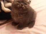 2 Aylık Erkek Scottish Fold Ankara
