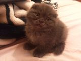 2 Aylık Erkek Scottish Fold Ankara