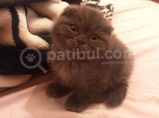 2 Aylık Erkek Scottish Fold Ankara görsel