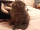 2 aylık erkek Scottish fold ankara