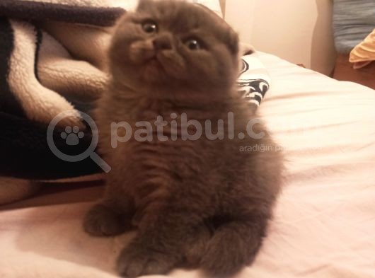 2 Aylık Erkek Scottish Fold Ankara