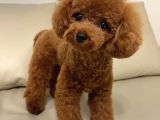 Kore Poodle