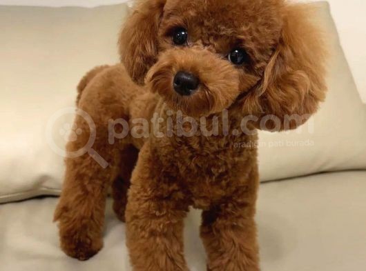 Kore Poodle görsel