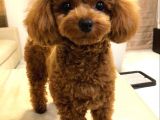 Kore poodle