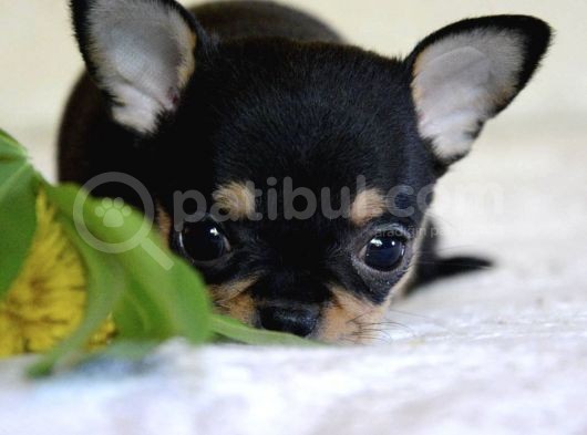 Xxs Safkan Black Tan Chi̇huha Yavrular görsel
