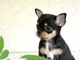 XXS SAFKAN BLACK tAN CHİHUHA YAVRULAR