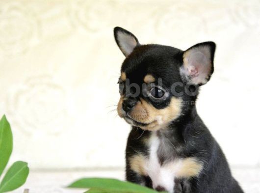 Xxs Safkan Black Tan Chi̇huha Yavrular