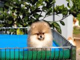 Pomeranian Tedy Bear