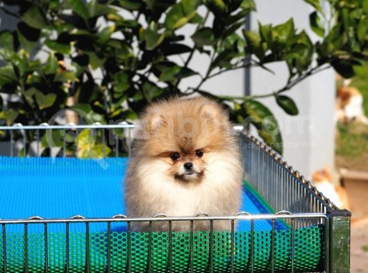 Pomeranian Tedy Bear görsel