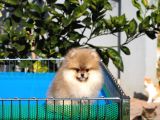 Pomeranian Tedy Bear