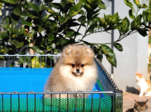 Pomeranian Tedy Bear görsel