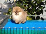 Pomeranian Tedy Bear