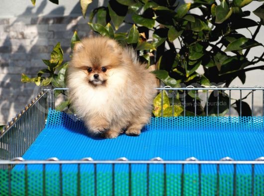 Pomeranian Tedy Bear görsel