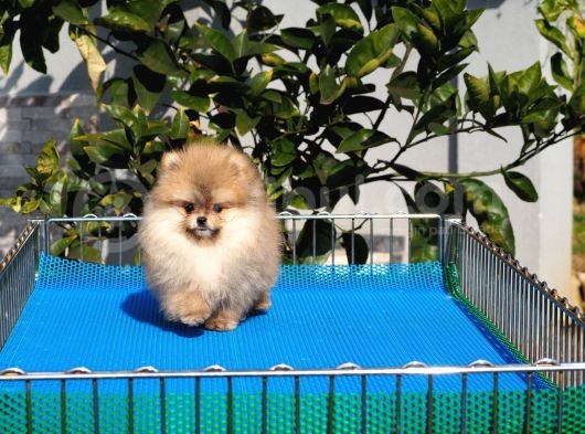 Pomeranian Tedy Bear görsel