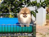 Pomeranian Tedy Bear