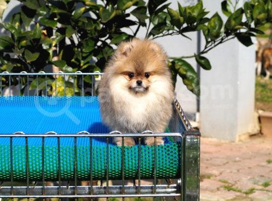 Pomeranian Tedy Bear görsel