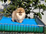 Pomeranian Tedy Bear