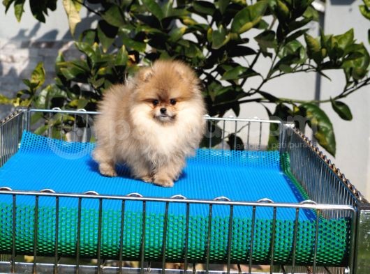 Pomeranian Tedy Bear görsel