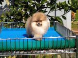 Pomeranian Tedy Bear