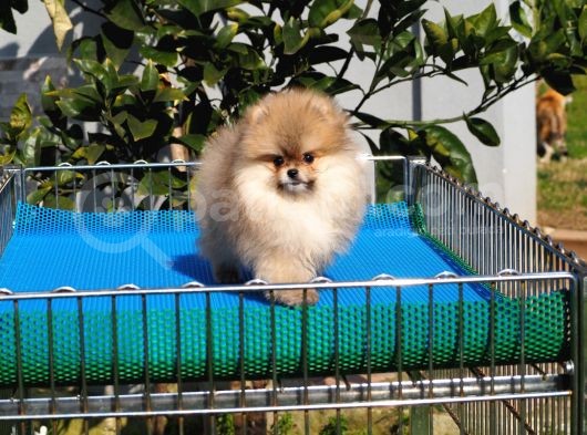 Pomeranian Tedy Bear görsel