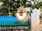 Pomeranian Tedy Bear