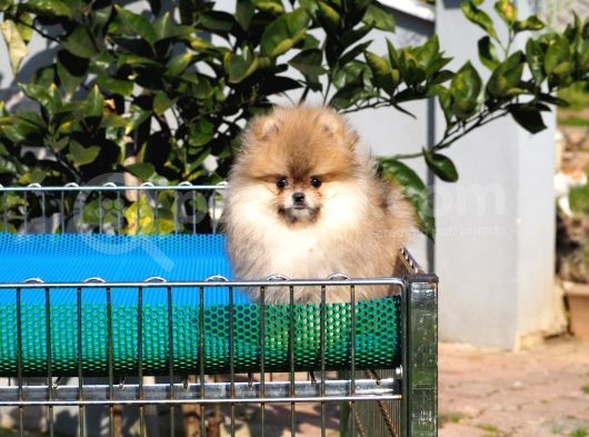 Pomeranian Tedy Bear görsel