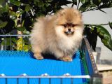 Pomeranian tedy Bear