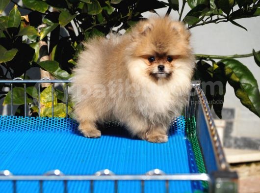Pomeranian Tedy Bear