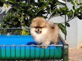 Pomeranian Tedy Bear