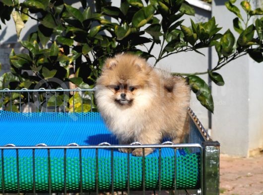 Pomeranian Tedy Bear görsel