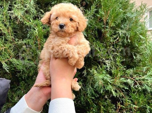 I Toy Poodle Yavrularimiz görsel