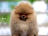 POMERRİAN BOO AYI SURATLI 
