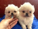 İmperial pekinese bebeklerimiz