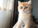Golden British Shorthair