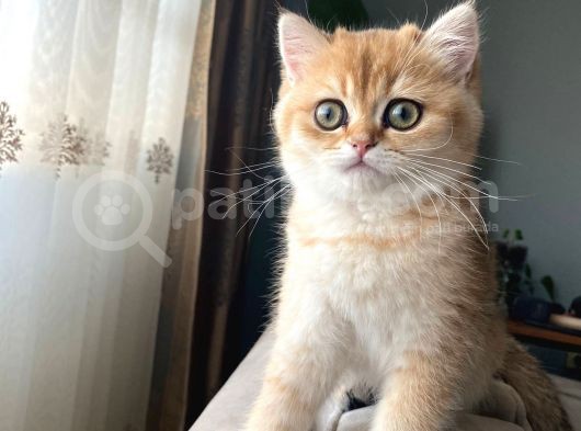 Golden British Shorthair