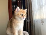 Golden British Shorthair