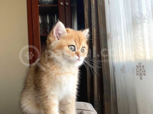 Golden British Shorthair görsel