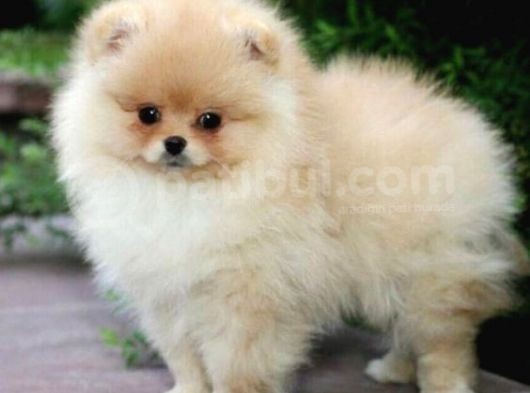Pomerri̇an Boo Ayi Suratli 