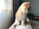 Golden British Shorthair
