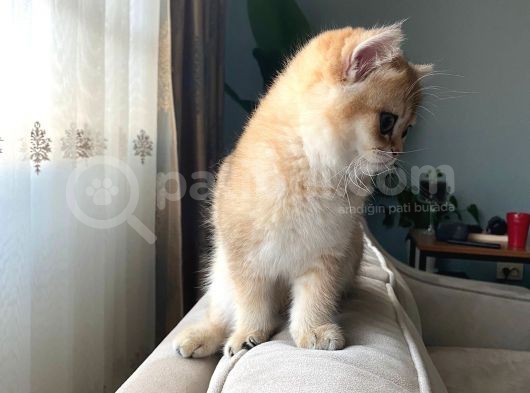 Golden British Shorthair görsel