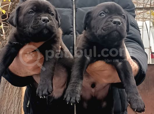 Show Kali̇tede Yavrular Fci Kif A Şecere Mi̇cro Chi̇pli̇ görsel