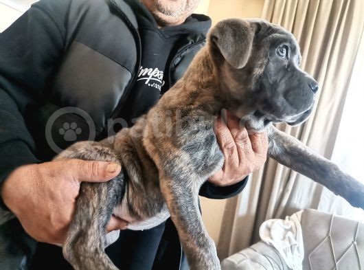 A Scr Son Yavru Dişi Cane Corso Blue Brindle görsel