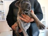 A scr son yavru dişi cane corso blue brindle