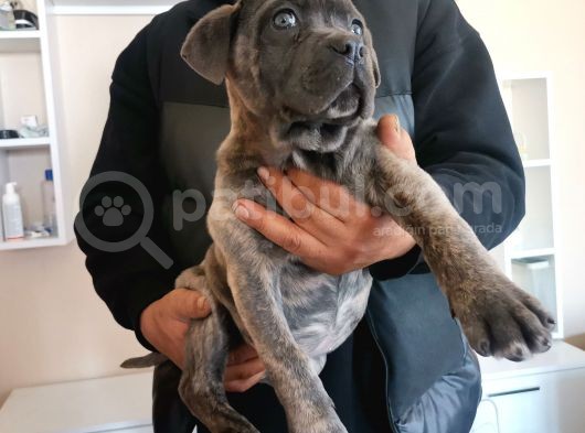 A Scr Son Yavru Dişi Cane Corso Blue Brindle