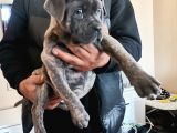 A Scr Son Yavru Dişi Cane Corso Blue Brindle
